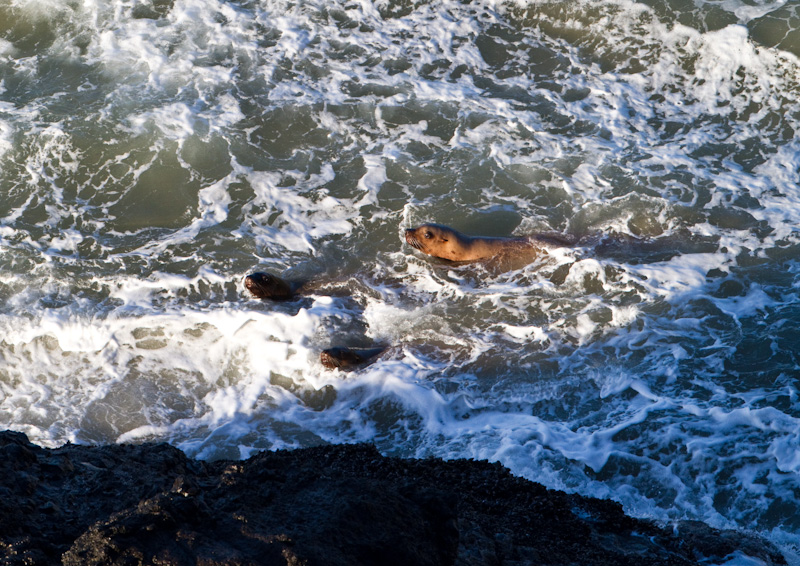 Stellars Sea Lions Playing In Surf